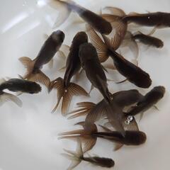 金魚　ブラックドラゴン　引き取り限定