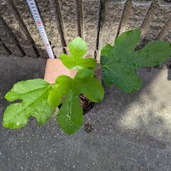 イチジク コナドリア 苗木の画像
