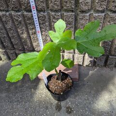 イチジク コナドリア 苗木の画像