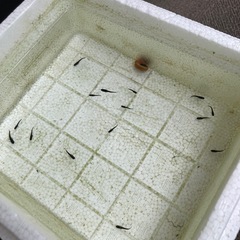 メダカ　ミッドナイトフリル（稚魚
）
