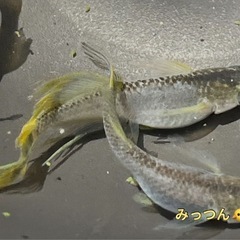 アスリート稚魚（2024最新世代）生体販売