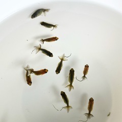 らんちゅう（金魚、桜錦稚魚）の画像