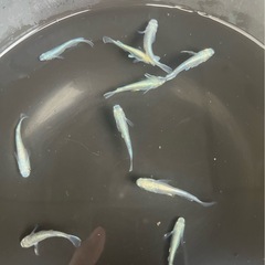 メダカ（ミックス）の画像