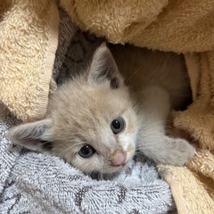 生後1ヶ月オスです！里親さん探してます！