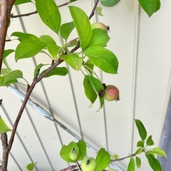 果樹苗　りんご　クラブアップル　ゴージャスの画像