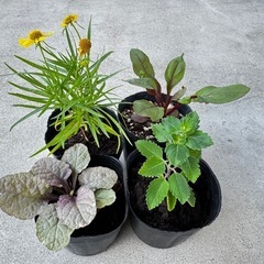 花苗セット
