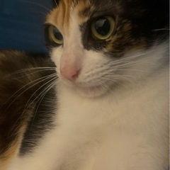 小柄で可愛い三毛猫ちゃん - 那覇市