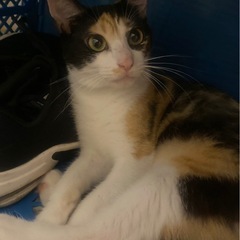 小柄で可愛い三毛猫ちゃん - 猫