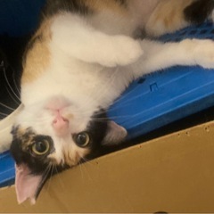 小柄で可愛い三毛猫ちゃん