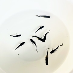 メダカ（ミックス）の画像
