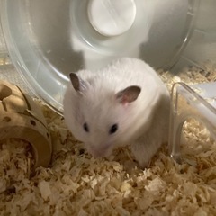 クリーム色の男の子　カラーハムスター