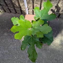 イチジク スイートカロン 苗木の画像
