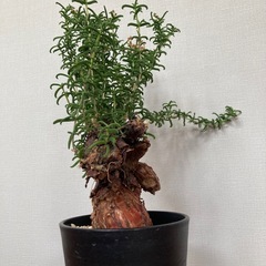 メストクレマ　アルボリフォルメの画像