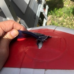 アキレス　ゴムボート＋15馬力船外機の画像