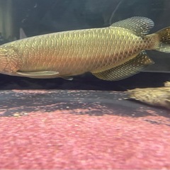 ノーザンバラムンディ　約40cm