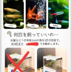 新品☆観賞魚飼育用水槽☆自動濾過の画像