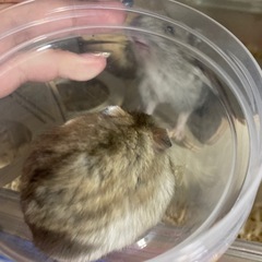 ジャンガリアンハムスター　イエロープディング