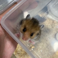 ゴールデンハムスターの赤ちゃん