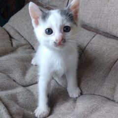 生後１カ月半あきたこまちちゃん里親募集
