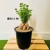 ランキングキーワードに紐づく投稿画像-多肉植物