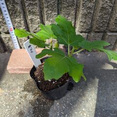 イチジク バナーネ 苗木の画像