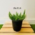 ランキングキーワードに紐づく投稿画像-多肉植物