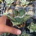 ランキングキーワードに紐づく投稿画像-多肉植物