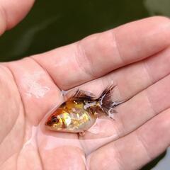 東錦×オランダ系の稚魚　引き取り限定