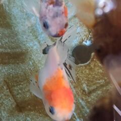 東錦×オランダ系の稚魚　引き取り限定の画像