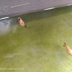 東錦×オランダ系の稚魚　引き取り限定の画像