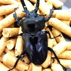 ニジイロクワガタ　（パープル系：紫紺）　オス 世界一美しいクワガタ
