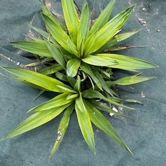 ユッカ　グロリアサの画像