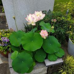 【商談中】ぜひ開花前に！② 花はす　花芽付き　検）花蓮　ハナハス...