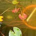 ランキングキーワードに紐づく投稿画像-観葉植物