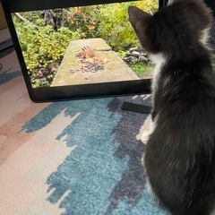 生後約1ヶ月半過ぎの女の子 - 猫