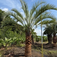 ココスヤシ　シルバーリーフ　【配送・植え込み対応OK！引き取りも大歓迎】の画像
