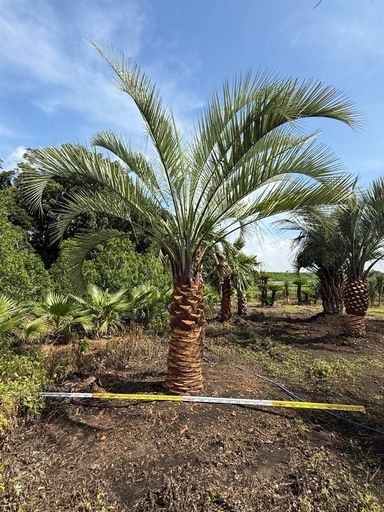 ココスヤシ　シルバーリーフ　【配送・植え込み対応OK！引き取りも大歓迎】