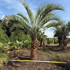 ココスヤシ　シルバーリーフ　【配送・植え込み対応OK！引き取りも大歓迎】の画像
