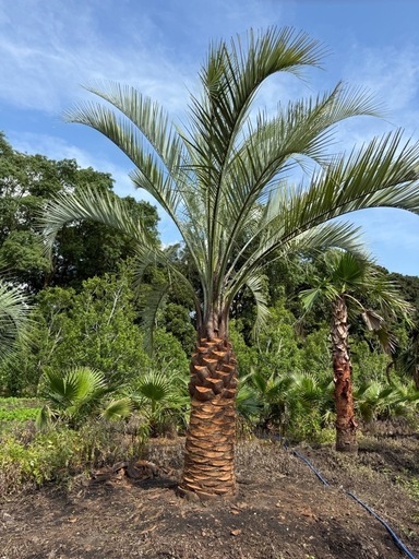 ココスヤシ　シルバーリーフ　【配送・植え込み対応OK！引き取りも大歓迎】