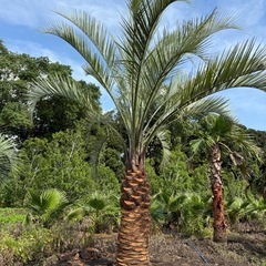 ココスヤシ　シルバーリーフ　【配送・植え込み対応OK！引き取りも...
