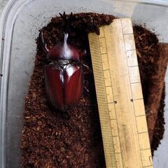 カブトムシ♀と交換してくれる方