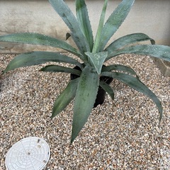 植物・アガベ・リュウゼツラン