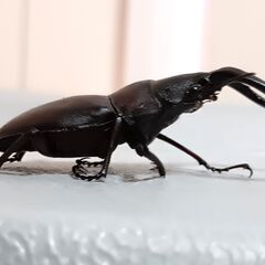 ノコギリクワガタ　大歯型　♂
