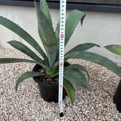 植物・アガベ・リュウゼツランの画像