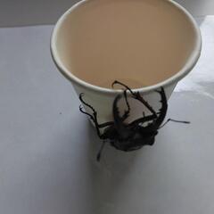 商談済みです　クワガタムシの画像