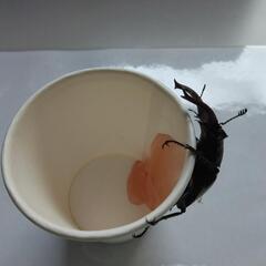 商談済みです　クワガタムシの画像