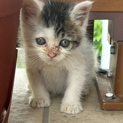 人懐こい小さい子猫ちゃん
