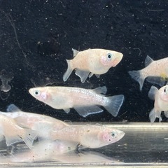 メダカ🐟スノーホワイト２ペア