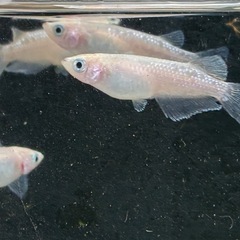 メダカ🐟スノーホワイト２ペアの画像