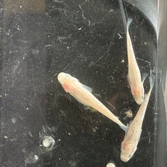 メダカ🐟スノーホワイト２ペアの画像